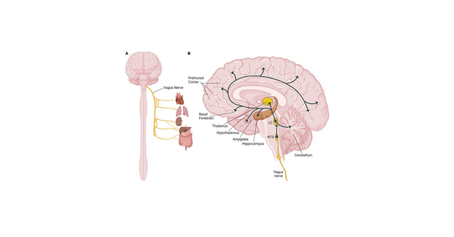 The Vagus Nerve’s Secret Highway: Unlocking Natural Sleep and Relaxation